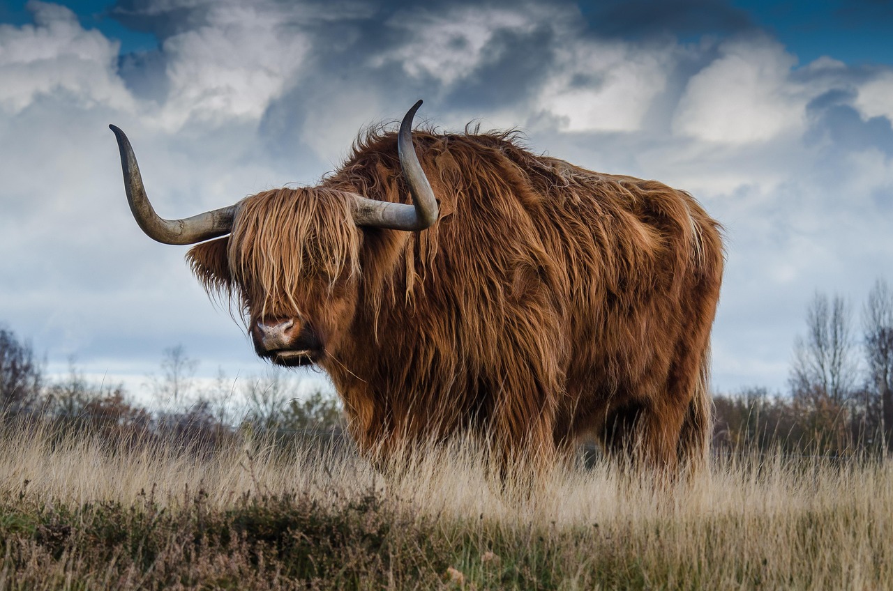 Why Do Bulls Charge at Red Cloth?